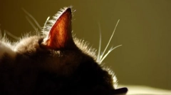 Jak czyścić uszy kota: przydatne zalecenia